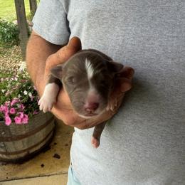 Girl 2 - Red tri-color female Australian Shepherd puppy in Hillsboro, Ohio from Sugar Grove Farms