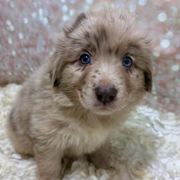 Paddington - Red Collar - Red merle male Australian Shepherd puppy in San Marcos, California from Faith Family Freedom Farm