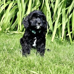 Cavapoo Puppies from Cavapoo Cuddles