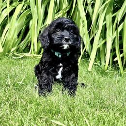 Cavapoo Puppies from Cavapoo Cuddles