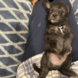 Bedlington Terrier Puppies from Barbos Heart