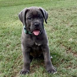 Yellow collar female - Gray brindle female Cane Corso puppy in Atlanta, Georgia from Cane Corso’s of Atlanta