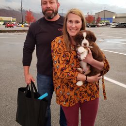 Australian Shepherd Puppies from Covenant View Farm Australian Shepherds