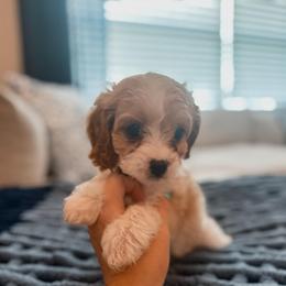 Butter - Blenheim male Cavapoo puppy in Mayo, Florida from Kingston’s Cavaliers