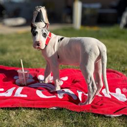 Butch Cassidy - Harlequin male Great Dane puppy in Centennial, Colorado from Vanmar Great Danes of Colorado