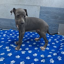 Piccola - Blue female Italian Greyhound puppy in Duncanville, Texas from Oremor's