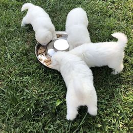 Samoyed Puppies from Bluegrass Samoyeds