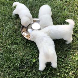 Samoyed Puppies from Bluegrass Samoyeds