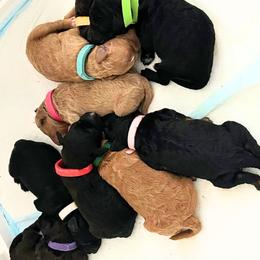 Goldendoodle puppies from Gentle Paw Goldendoodles
