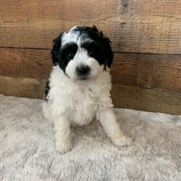 Cinder - Parti male Poodle puppy in Haddam, Kansas from Golden B Acres