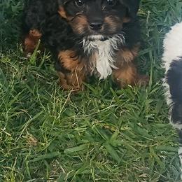 Thumper - Blenheim male Cavapoo puppy in Quitman, Texas from Wright Doodles