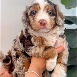Clyde - Chocolate merle male Bernedoodle puppy in Santaquin, Utah from Mountain Ridge Bernedoodles