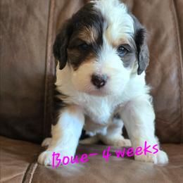 Cloud - Brown merle female Aussiedoodle puppy in Redding, California from House Merrills Minis and Doodles