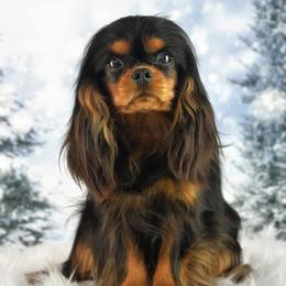 Cosmo - Cavalier King Charles Spaniel