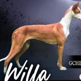 Willa - Ibizan Hound