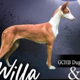 Willa - Ibizan Hound