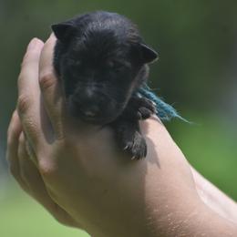 Blue color male - Sable male German Shepherd puppy in Marianna, Florida from Haus M Godwin