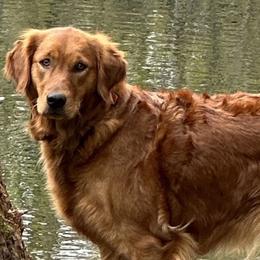 Minty - Golden Retriever