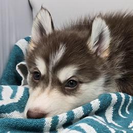 Liberty - Red and white female Siberian Husky puppy in Kansas City, Missouri from Anuun's Huskies