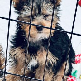 Yorkshire Terrier Puppies from Rosey’s Yorkies