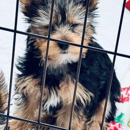 Yorkshire Terrier Puppies from Rosey’s Yorkies
