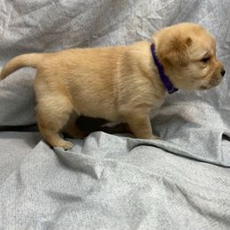 Purple - Yellow female Labrador Retriever puppy in Iowa City, Iowa from Country Road Acres