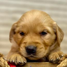 Miss Red - Golden female Golden Retriever puppy in Tonasket, Washington from Denzil’s Goldens