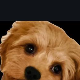 Cavapoo, Maltese, and Maltipoo All Grown Up from Carolina Canines