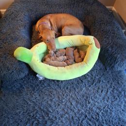 Purple - Golden rust female Vizsla puppy in Maineville, Ohio from Izabella Vizslas
