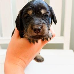 Daisy - Black and cream female Dachshund puppy in Sylvania, Alabama from Yancey’s Doxies