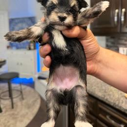 Pink Collar - Traditional Girl - Black & tan tri-color female Morkie puppy in Athens, Alabama from McCormack Morkies