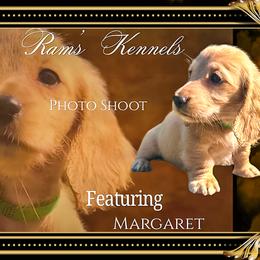 Princess Margaret - Cream female Dachshund puppy in Splendora, Texas from Ram’s Kennels