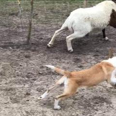 Australian Kelpie All Grown Up from EC Ranch