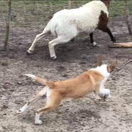 Australian Kelpie All Grown Up from EC Ranch