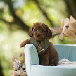 Tristian - Sable male Cockapoo puppy in Deming, Washington from Heavenly Puppies to Love