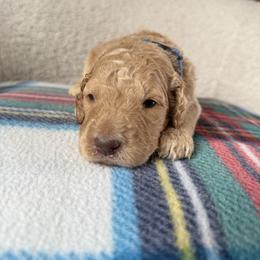 Rowan - Cream male Goldendoodle puppy in Lowville, New York from Adirondack Goldendoodles