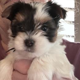Blackie - Parti male Yorkshire Terrier puppy in La Verne, California from Heavenly Parti Yorkies