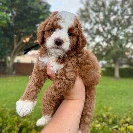 Pepperoni - Red  male Goldendoodle puppy in Miami, Florida from Jade’s Paws & Co. Of Miami LLC