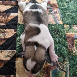 Aussiedoodle and Miniature Schnauzer Puppies from Cedar Creek Ranch