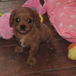 Ruby male - Ruby male Cavalier King Charles Spaniel puppy in Harvard, Illinois from Lori's Cavalier King Charles Spaniels & Dachshunds