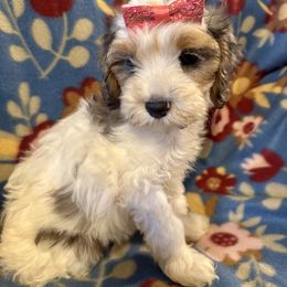 Grace - Cream female Cavapoo puppy in Howe, Oklahoma from Cuddly Cavapoos