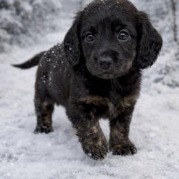 Coal - Black and cream male Dachshund puppy in Alexander, North Dakota from Wild Rose Ridge Doxies