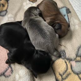 Bruno - Black male Shih Tzu puppy in Wyoming, Michigan from Shih Tzu Shenanigans