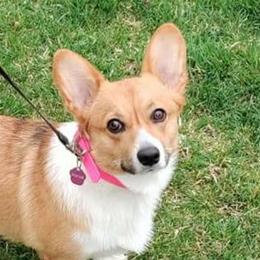 Skye - Pembroke Welsh Corgi