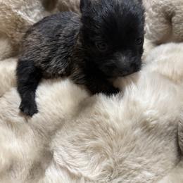XOXO - Brindle male Cairn Terrier puppy in Lipan, Texas from Flyin G Cairns