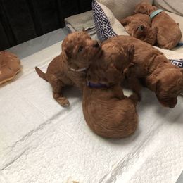 Cavapoo Puppies from Cuddly Cavapoos Texas