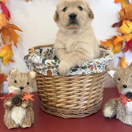 Ms Orange - Golden female Golden Retriever puppy in Overton, Nevada from Sinfully Sweet Kennel