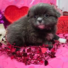 Buttons - Blue male Mi-Ki puppy in Clearwater, Kansas from Midwest Mini Mi-kis