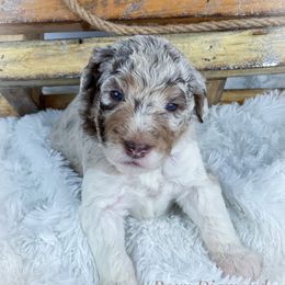 Aussiedoodle and Australian Shepherd Puppies from Dunroamin Farms Australian Shepherds and Aussiedoodles