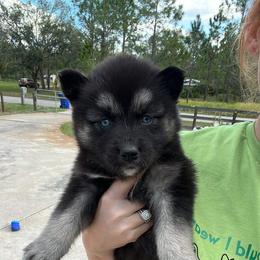 Siberian Husky Puppies from Hargaden Huskies